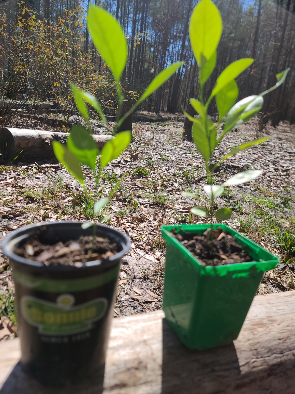 Calamondin Orange Tree Seedlings Zones 8 to 11 Self-pollinating 4″ Pot