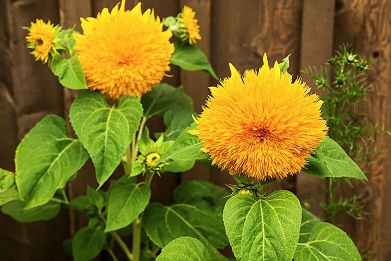 50+ GIANT TEDDY BEAR SUNFLOWER SEEDS – 7+ FEET TALL — BEE’S HUMMINGBIRD – FRESH