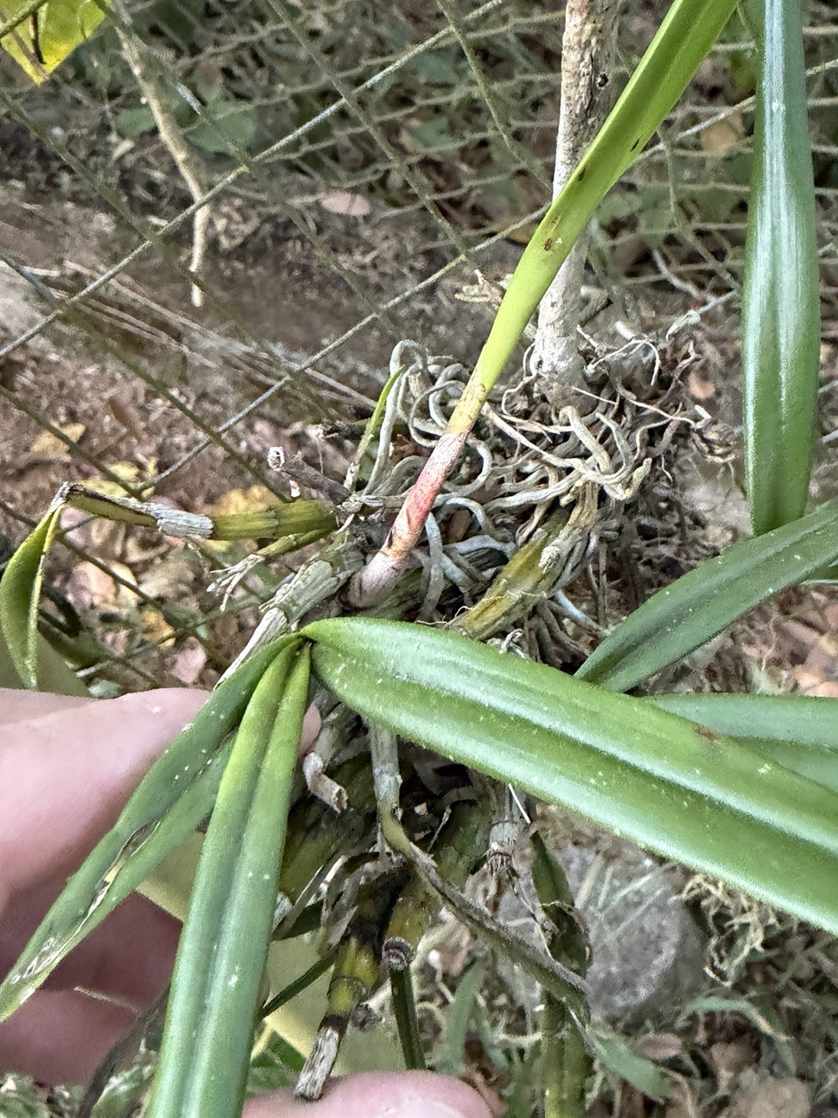 Orchid Plants Psychillis krugii species Big Plant **RARE**