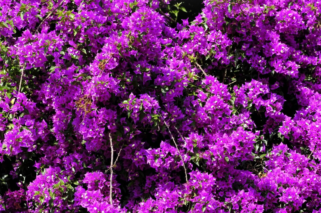 Purple Bougainvillea Plant – 4″ Pot – Vibrant Climbing Flowering – Zones 9–11