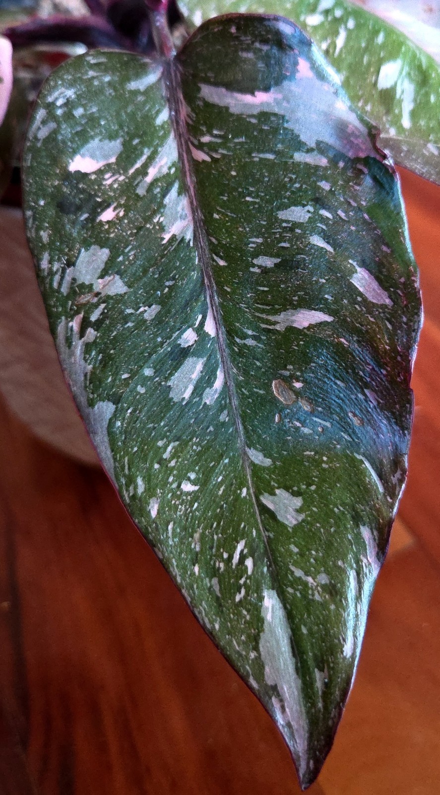 Rare Philodendron Dark Scarlet Princess 12″ Tall W Pups Not Anthurium Monstera