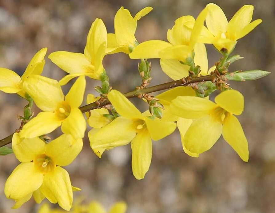 Forsythia Pre Bonsai Mame Deciduous Golden Bells Flowers