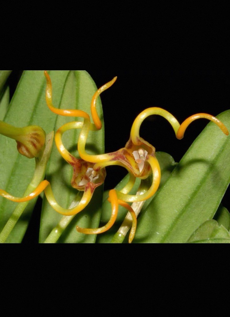 Masdevallia caudivolvula Rare South American Species Orchid Exact Plant