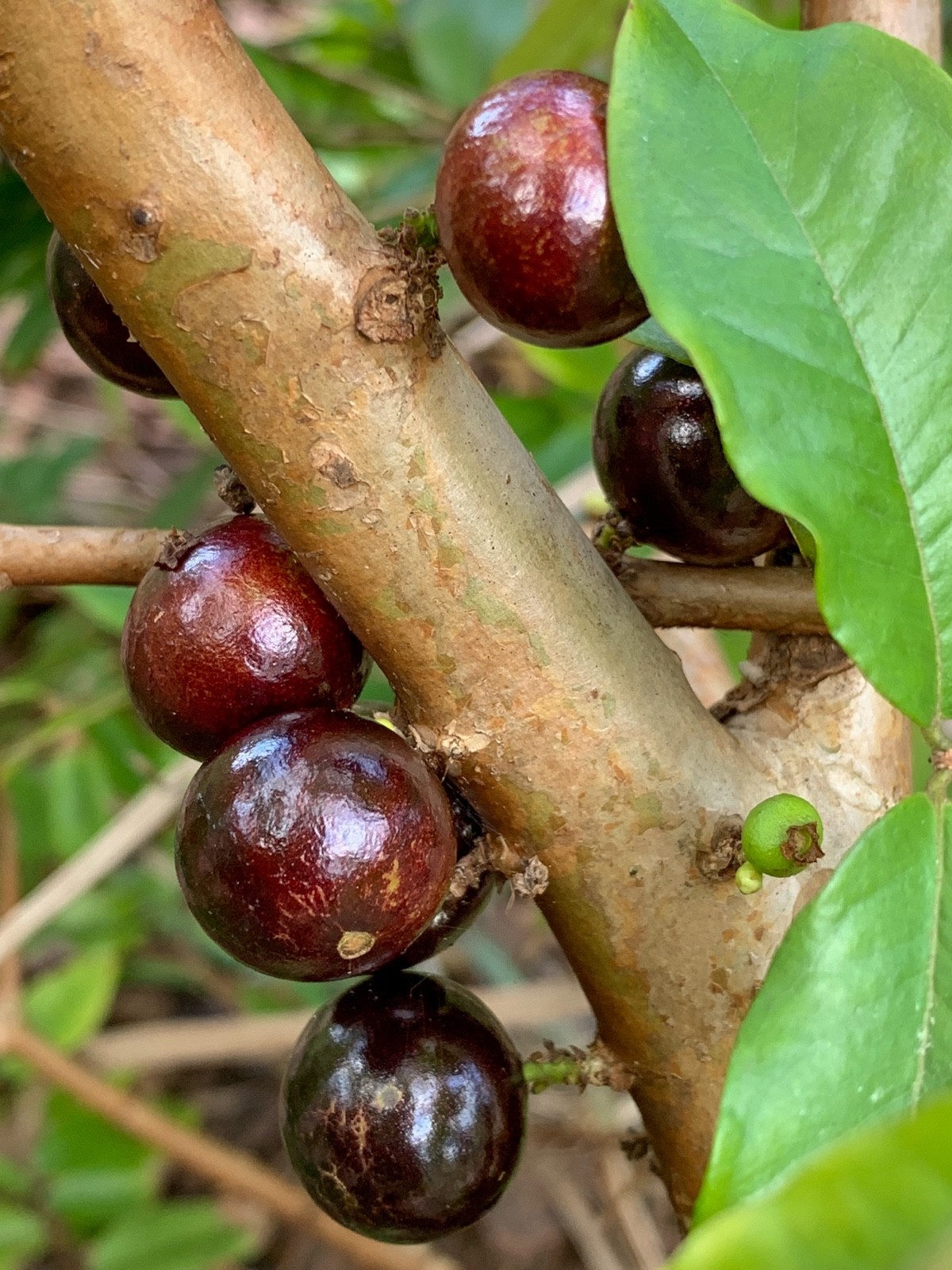 Red Hybrid Jaboticaba Myrciaria Plinia cauliflora x aureana Fruit Tree Plant