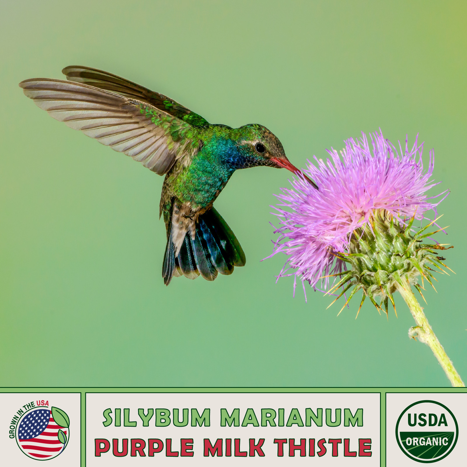 100 Organic Purple Milk Thistle Seeds, Silybum Marianum, Hummingbird Flower
