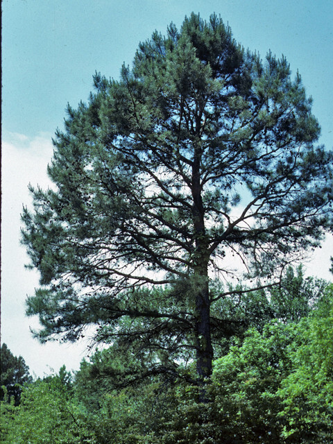 SHORTLEAF PINE LIVE STARTER TREE Pinus echinata 12+ INCHES