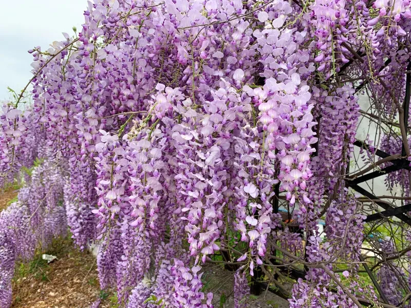 5 Wisteria Seeds Vine Climbing Flower Perennial Flowers US SELLER “Dark Purple”