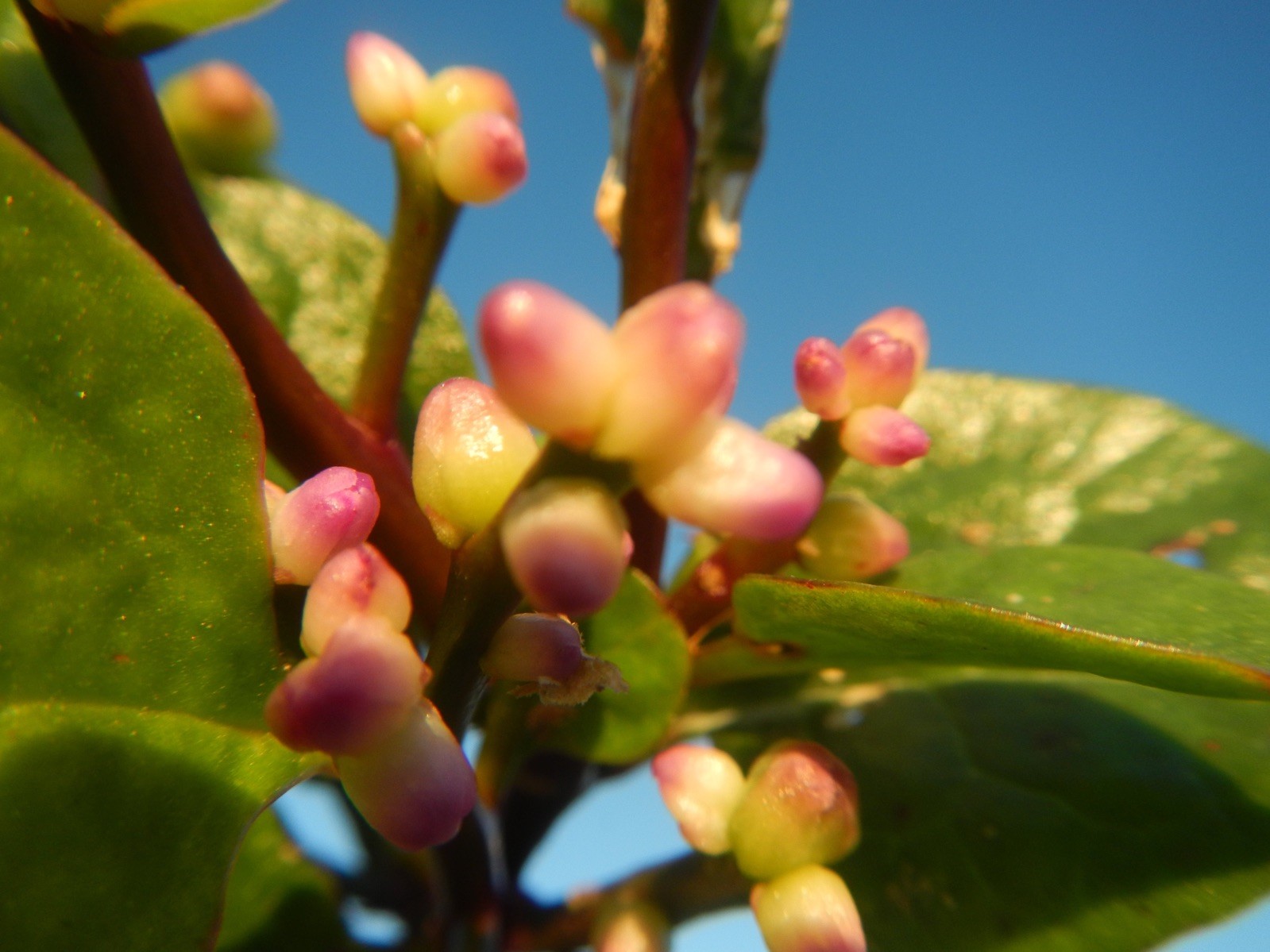 Basella rubra 40 Seeds – Red Malabar Spinach