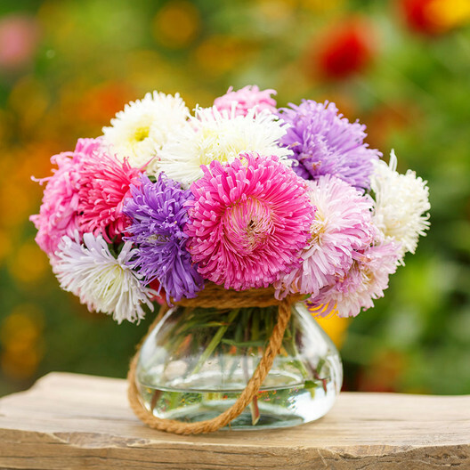 Aster GIANTS MIXED COLORS Huge Blooms Vivid Colors TALL Non-GMO 200 Seeds!
