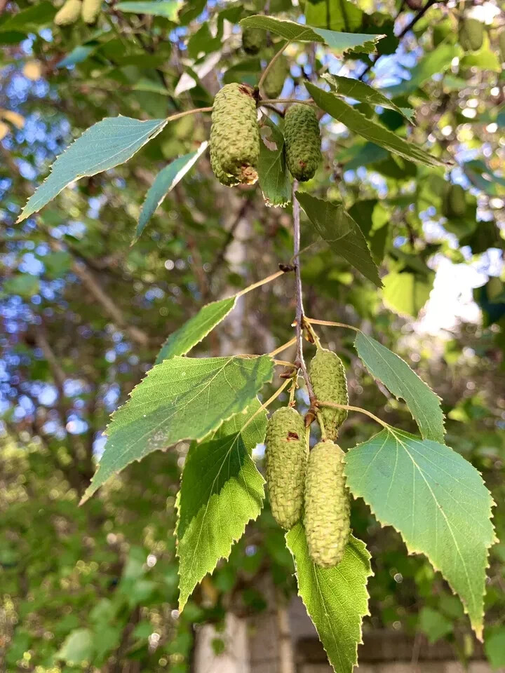 White Birch Tree – 300 Seeds 2024 – Autumn Yellow Leaves