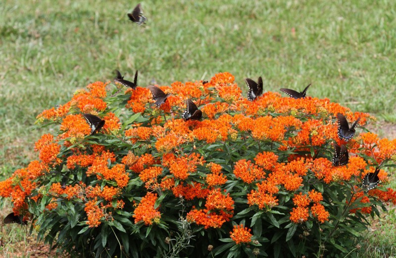 Asclepias tuberosa (Monarch Host Plants) 25 seeds