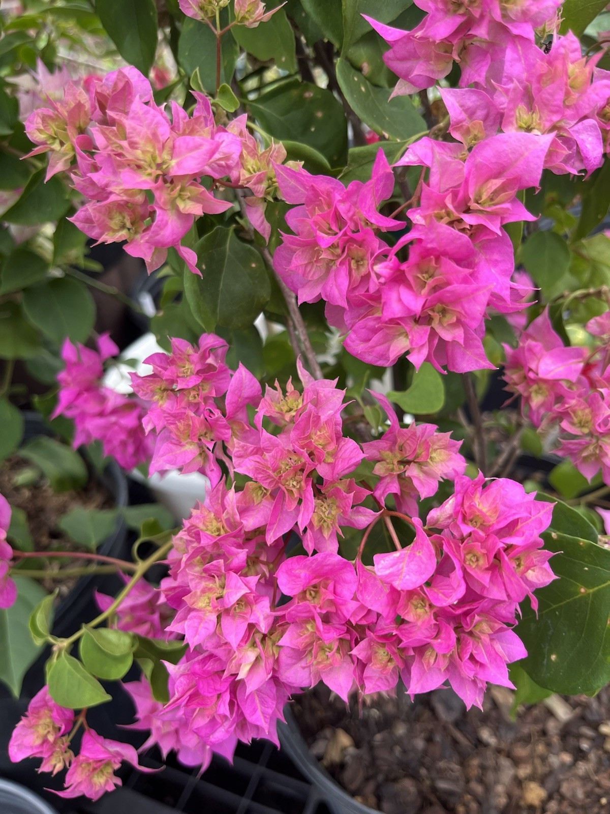 Doubld Petals Pink Bougainvillea 3 Gallon Pot 30 in Tall