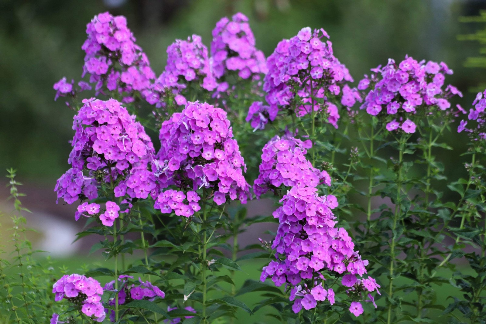 10 Tall PURPLE PHLOX Paniculata Garden Summer Native Hummingbird Flower Seeds