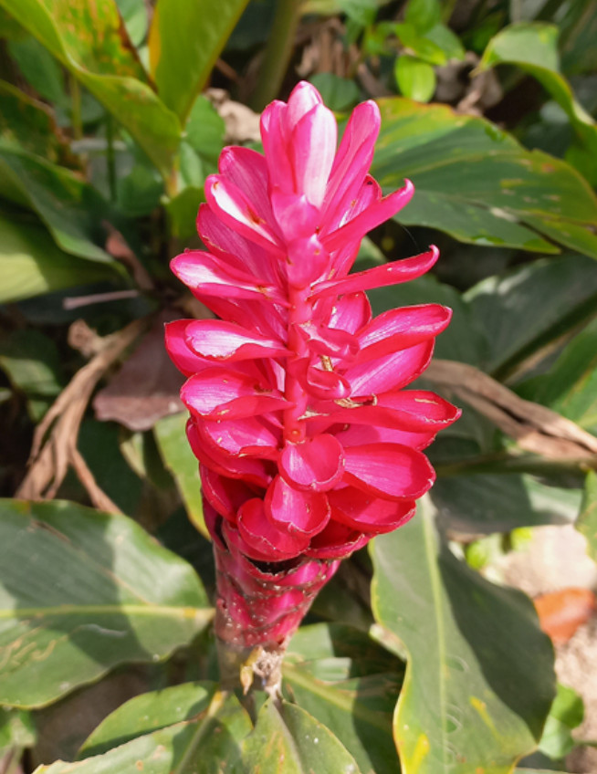 Hot Pink Ginger Live Plant – 2-5″ Tall – Tropical Ornamental Ginger Flower