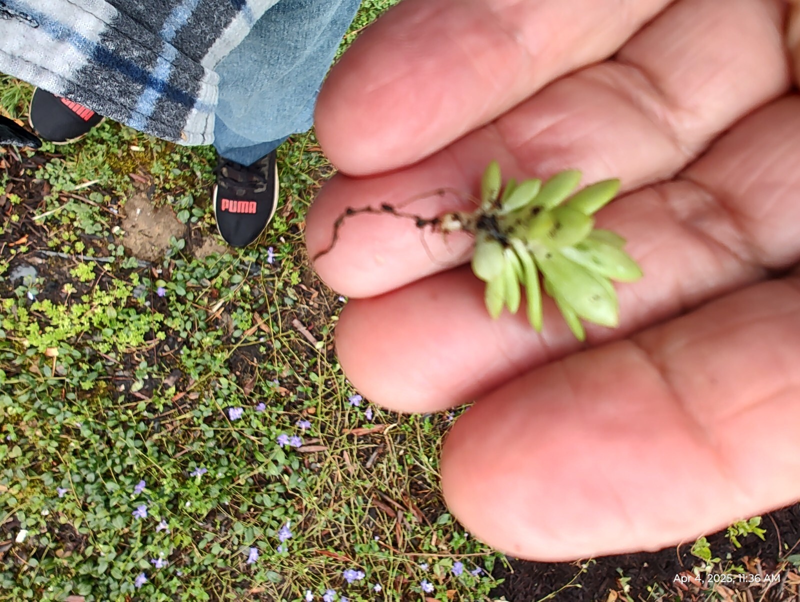 70 Cuttings Sedum Sarmentosum, Fast Growing, Creeping, Perennial, Live