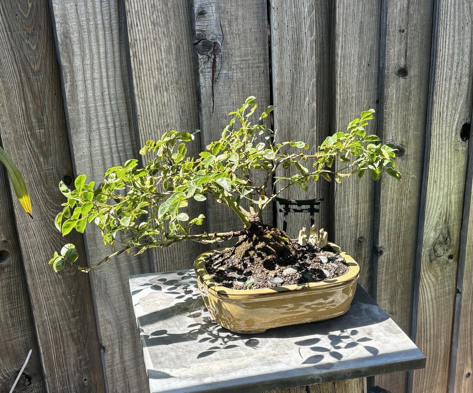 ROSE BONSAI TREE IN 10” CERAMIC POT. NATIONWIDE SHIPPING VIA FEDEX-