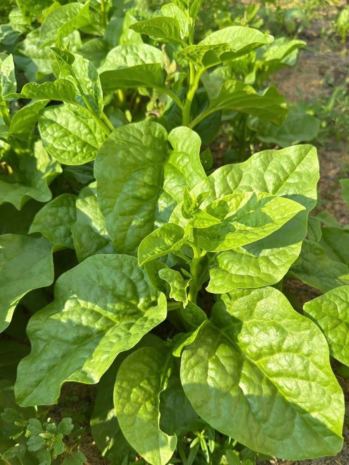 100+ Organic Malabar Spinach Seeds – Rau Mồng Tơi – Basella Alba – Climbing Spin