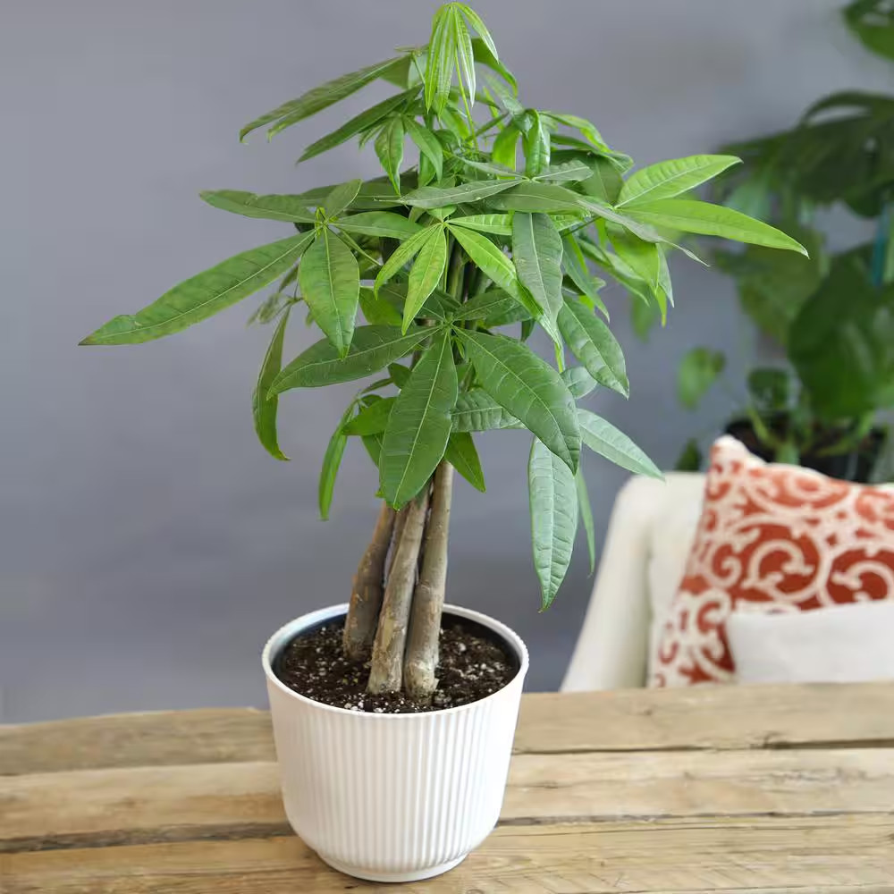 Money Tree Houseplant (Approximately 20 In. Tall) Pet-Friendly Plant Gift in Whi