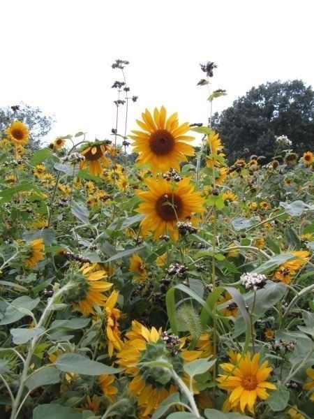 Peredovic Sunflower Seed “Black Oil” – 3 Lbs.
