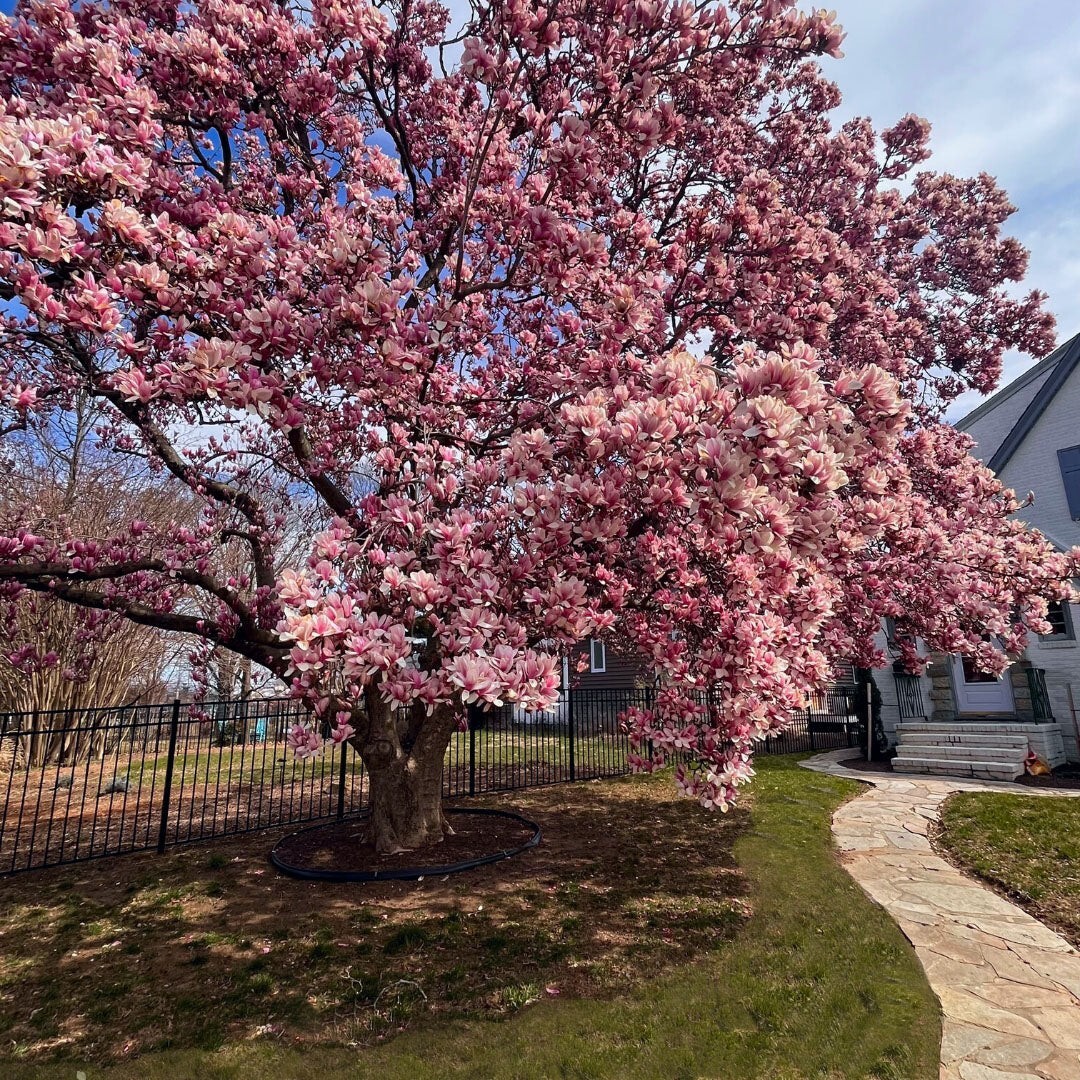 10 Saucer Pink Magnolia Fresh Unrooted Cuttings