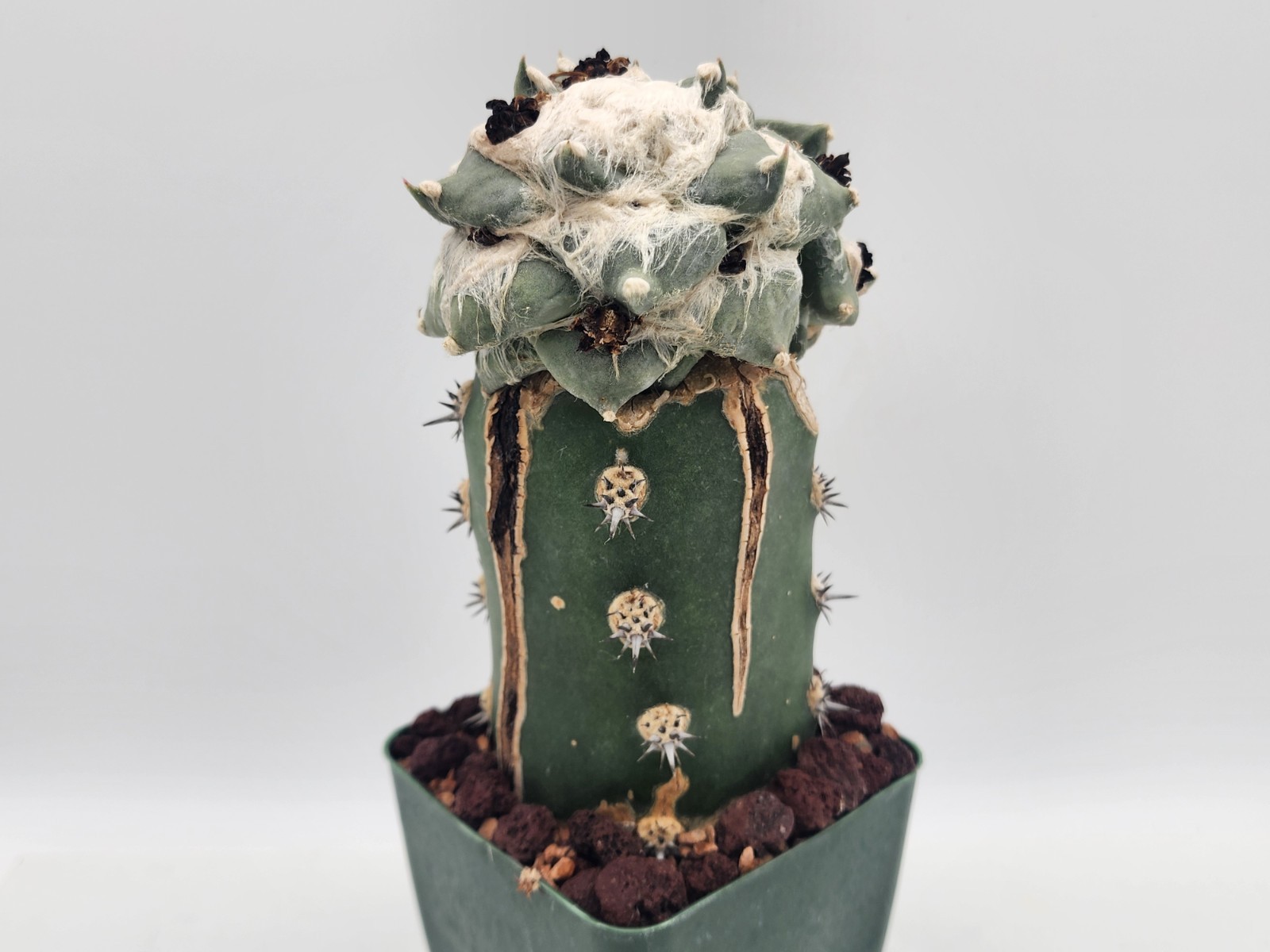 A. r. cv Cauliflower – Low Expression – Grafted