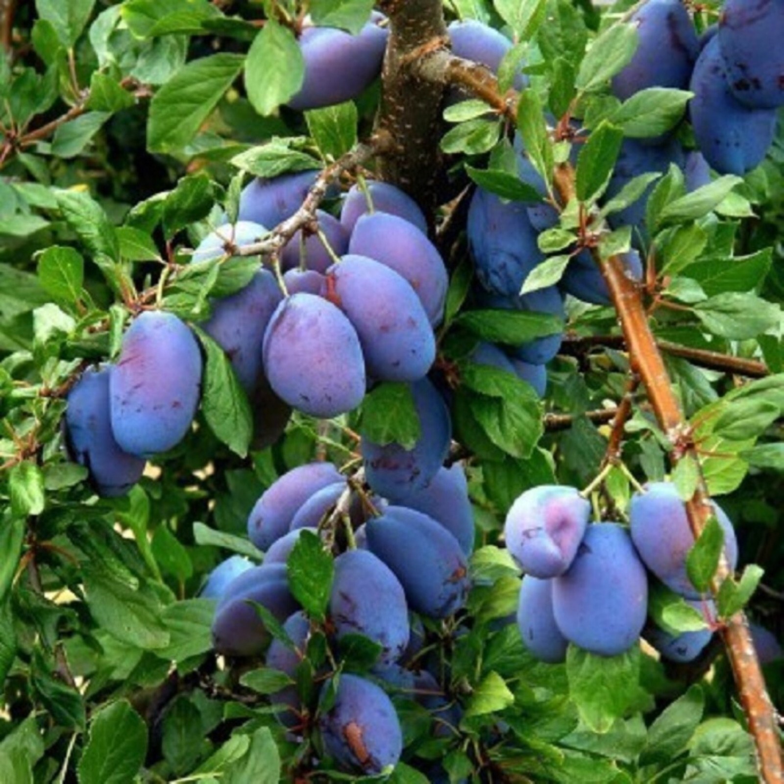 36-48″ tall French Prune, bare root, 1 grafted plant, 2 year old