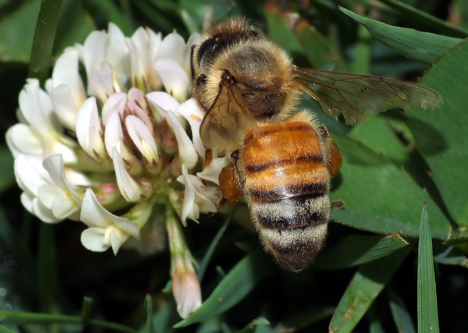 White Dutch Clover seed. Feed Bees, Stabilize soil Nitrogen! Winter Green Lawn!