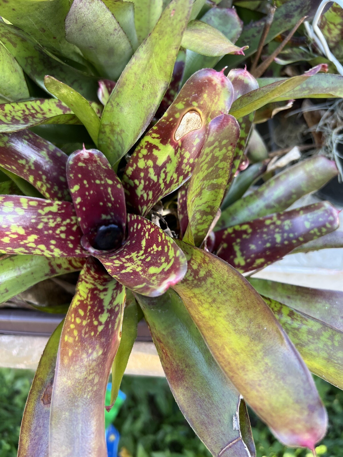 2 pups Exotic TROPICAL LANDSCAPE PLANT Pup Bromeliad colorful -unbranded