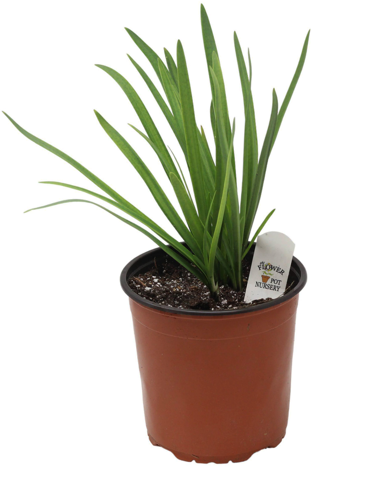 FlowerPotNursery Poppin’ Star Agapanthus Agapanthus s. Poppin’ Star 1 Gallon Pot