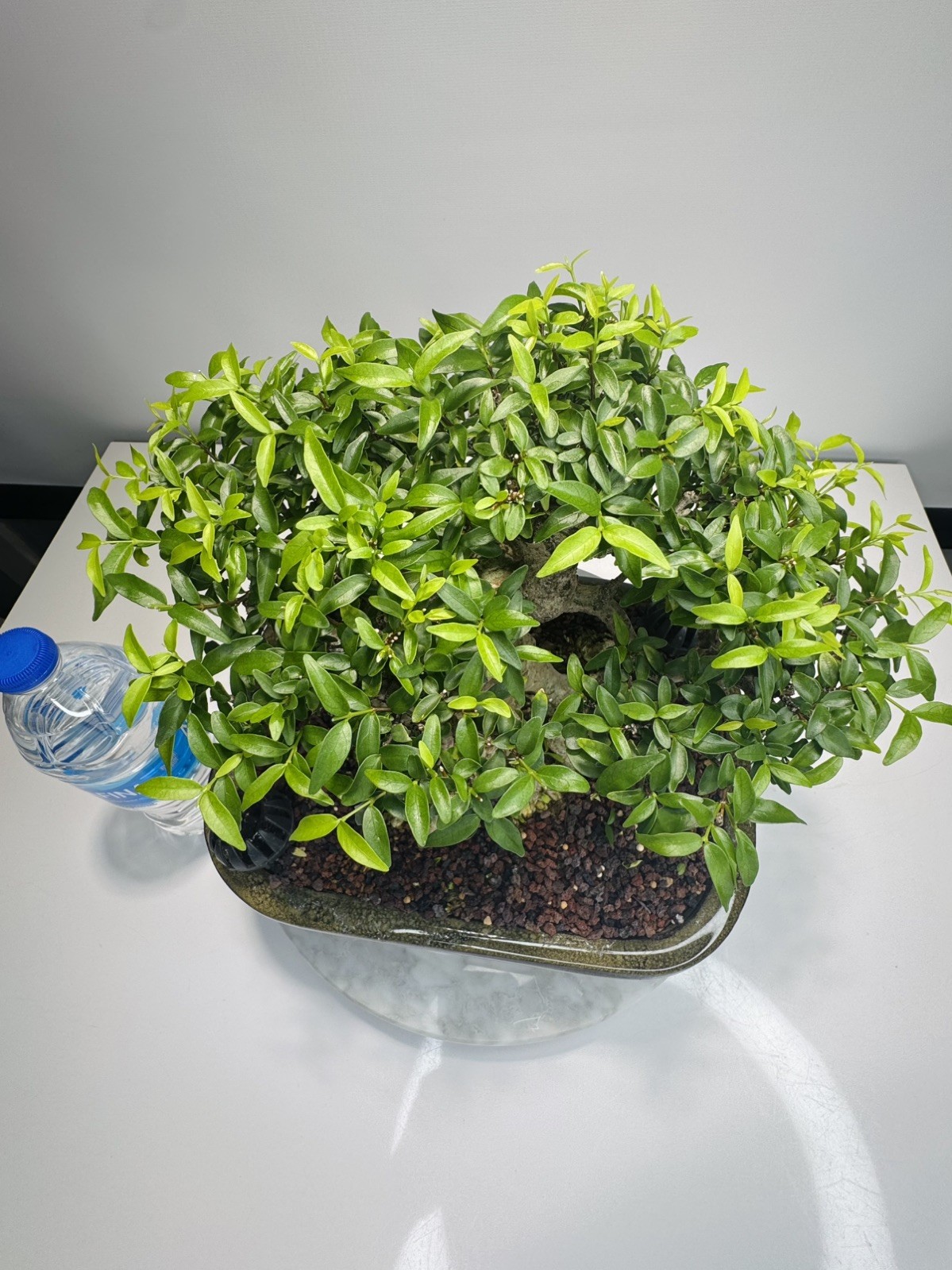 Water jasmine bonsai (M)
