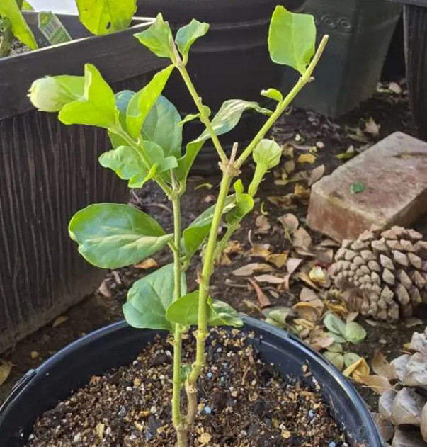 Arabian Jasmine Plant – 6-10″ Tall – 3.5″ Pot – Fragrant White Flowering Plant