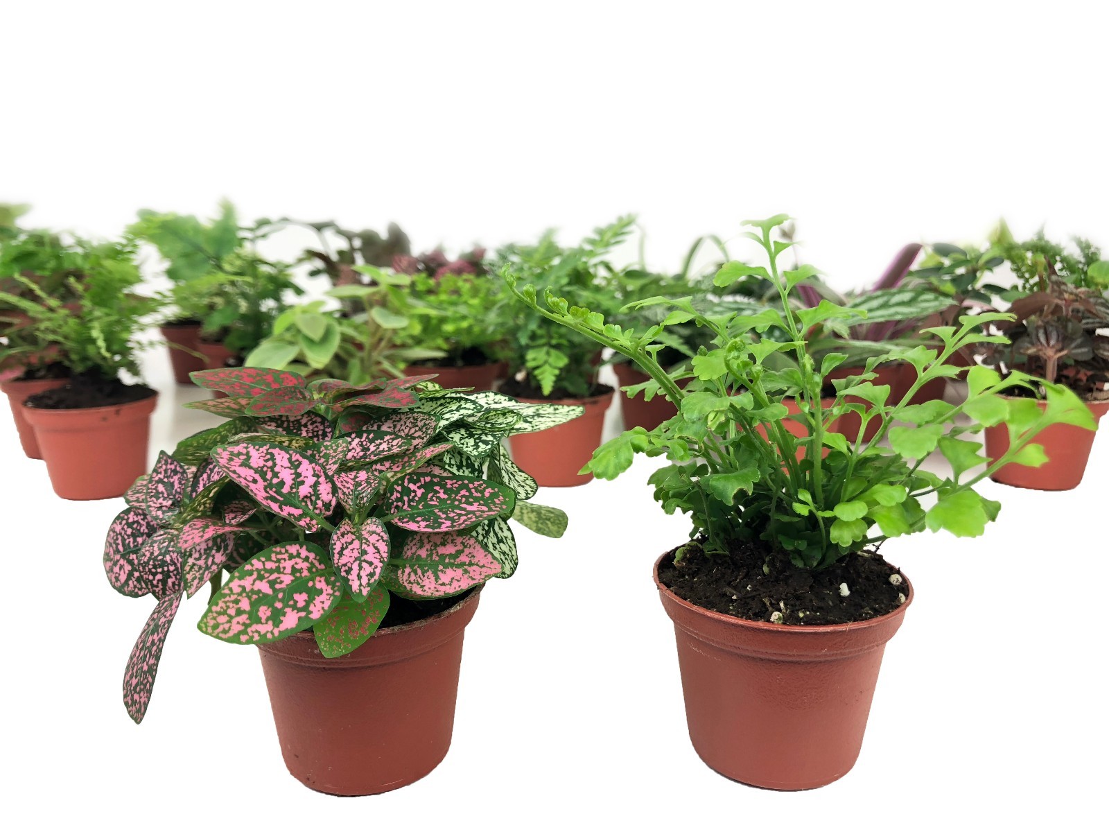 Mini Terrarium Plants (2 Plants) Fairy Garden (Assorted Varieties) (2″ Pots)
