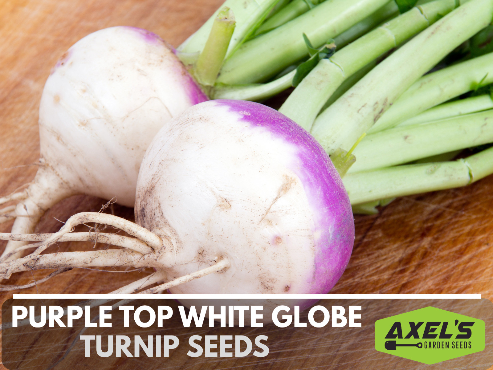 Purple Top Turnip Seeds | Non-GMO | Heirloom | Fresh Garden Seeds