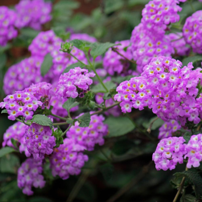 Lantana Purple Live Plant for Planting Lantana Plants Live, 4-6″Tall Ship No Pot