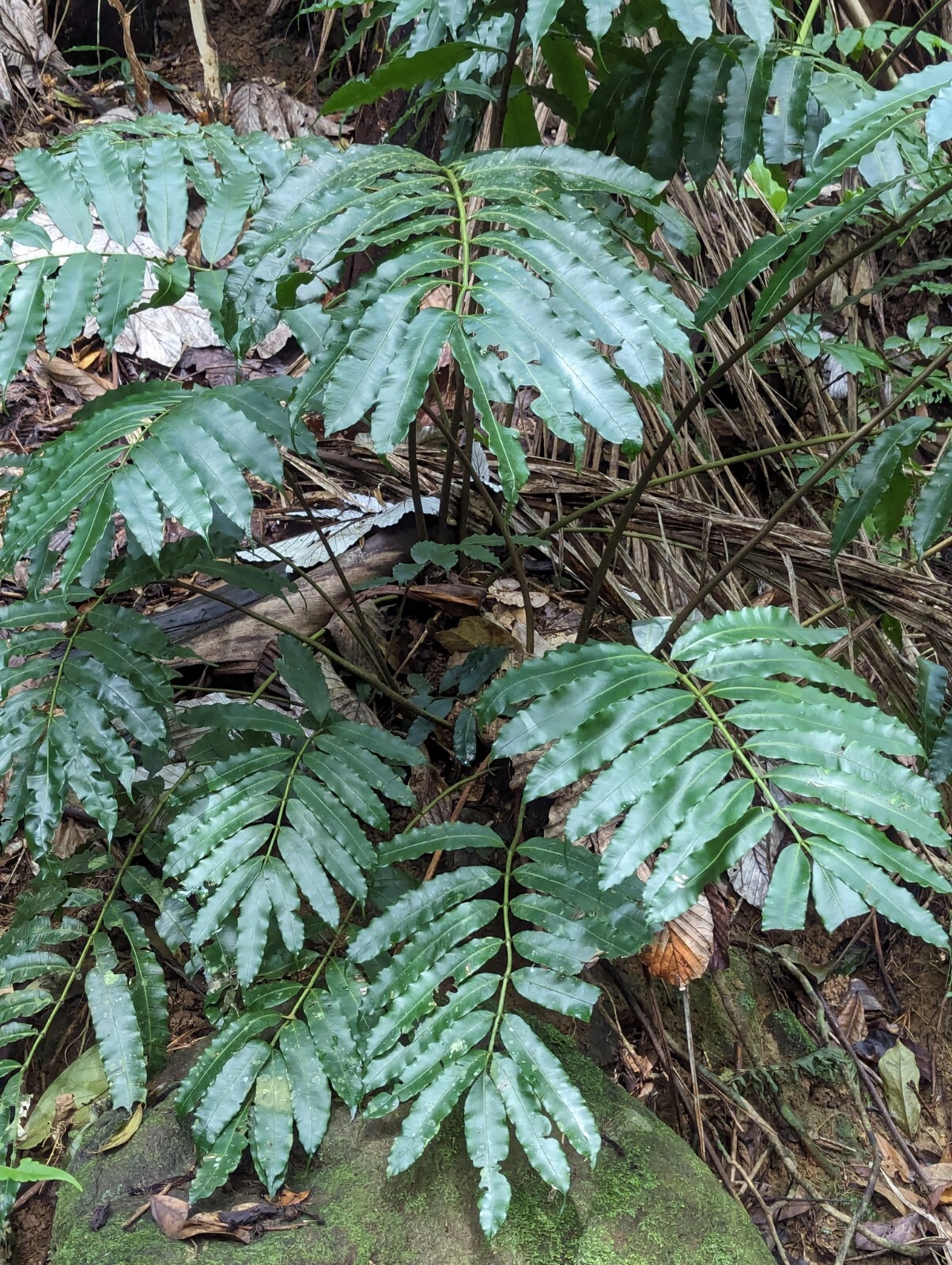 x2 EX Rare : LIVE : Danaea Nodosa Fern 4 inch Exotic Unique Big Grower rainfores