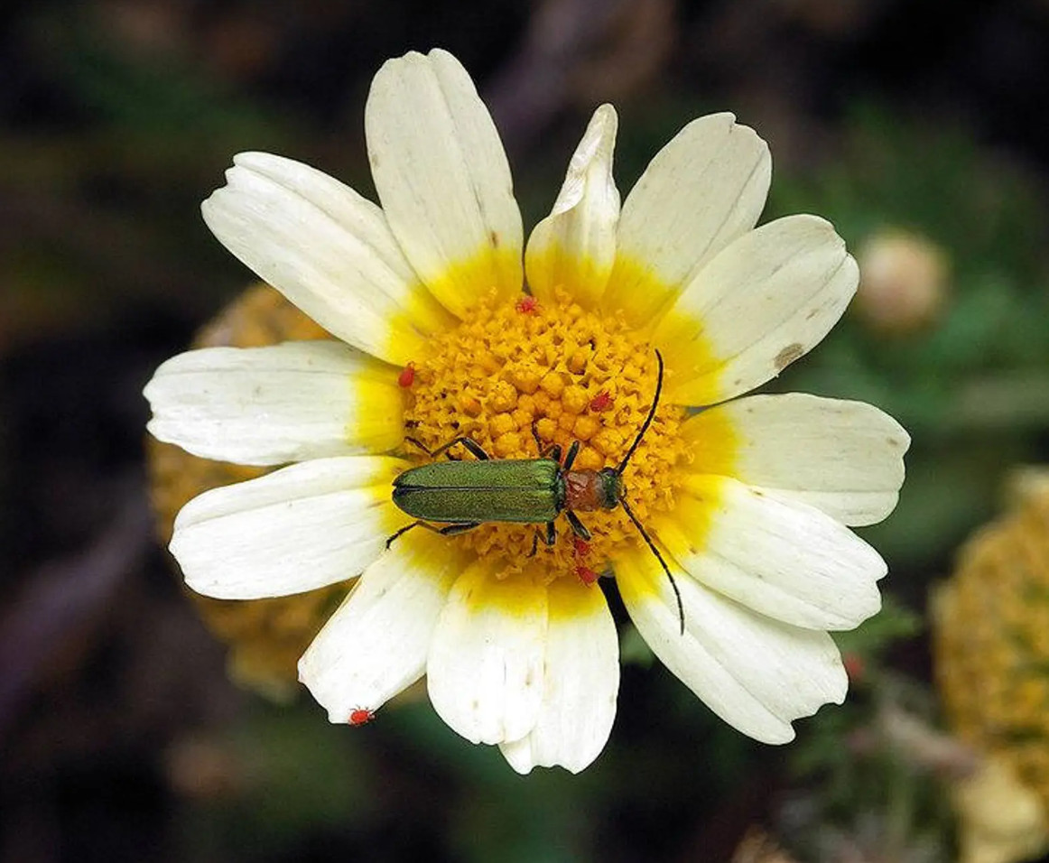 100 Seeds| Garland Daisy Seeds #N011
