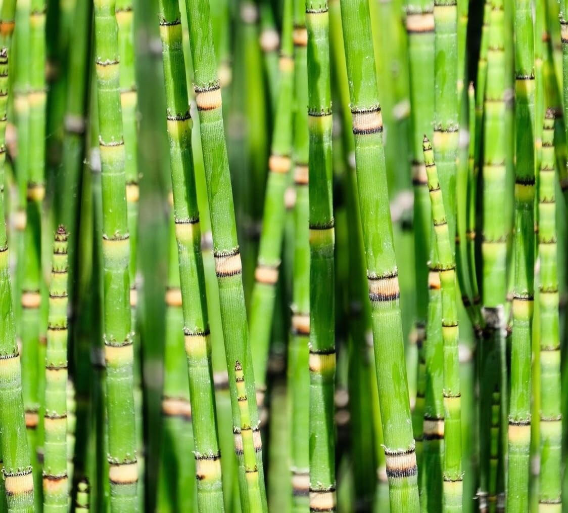 Dwarf Bamboo Plant Cuttings to Grow – Equisetum – Horsetail Water Plant