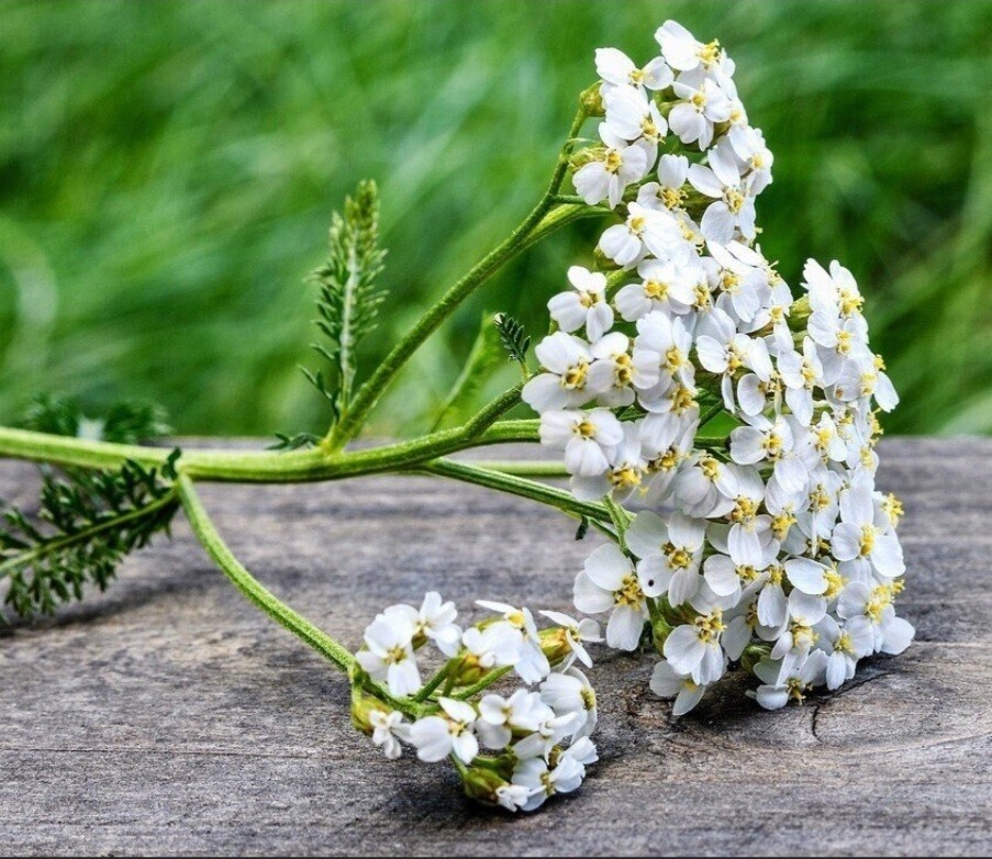 White Yarrow (Achillea millefolium) Seeds, organic