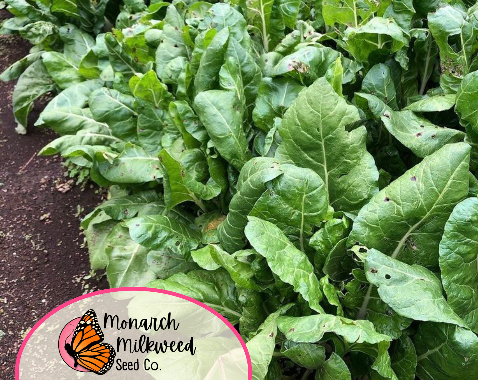 175+ Swiss Chard Seeds ‘Lucullus’ | Heirloom, Non-GMO, Vegetable Gardening