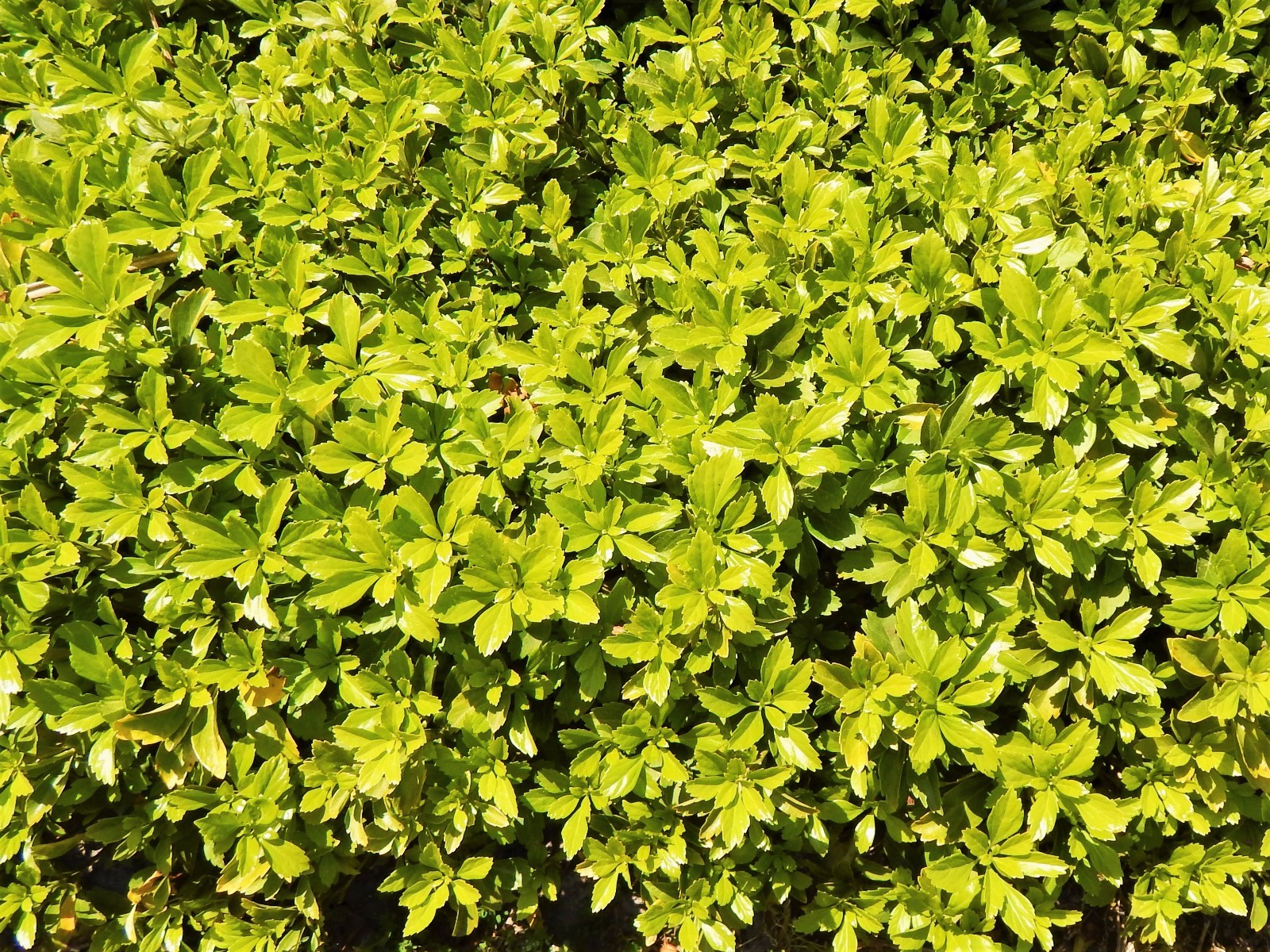Pachysandra 35 Plants Japanese Spurge Ground Cover Perennial Evergreen Organic