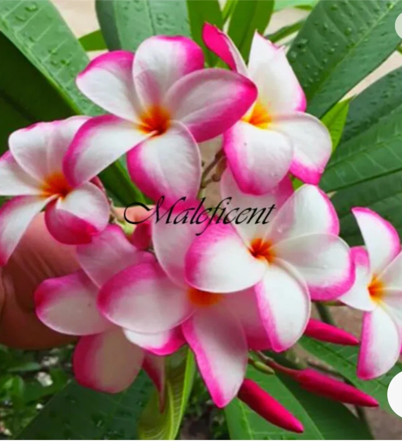 Maleficent-Plumeria Rubra Frangipani-SMALL Rooted Seedling Plant-4-6 inches tall