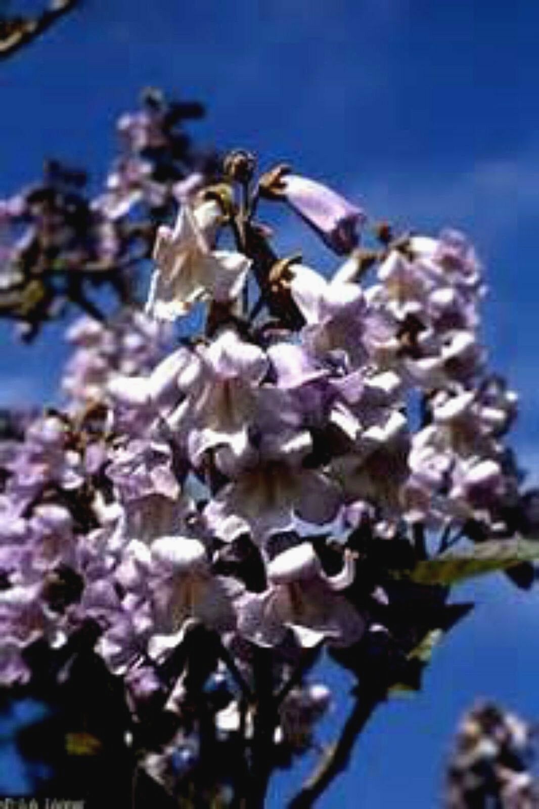 Royal Empress Tree Seeds – Very Fast Growing- Beautiful Flowers 50+ Seeds