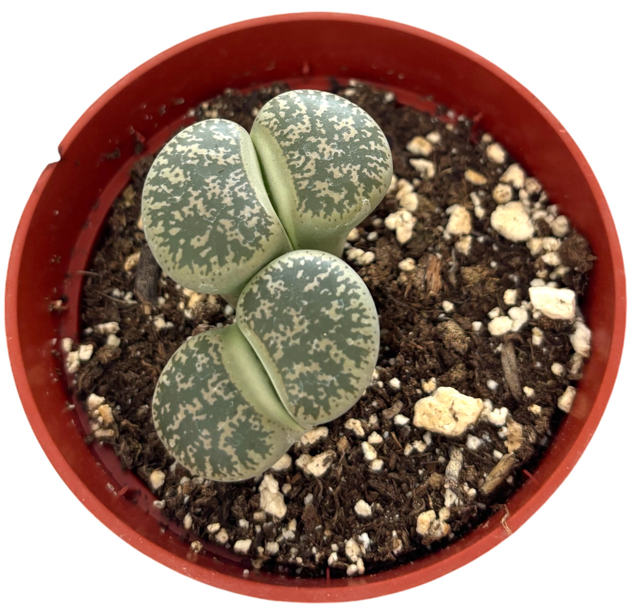 Was $20 Now $10 Lithops Live Succulent Plant, Large 4″ Pot, Rare Living Stone