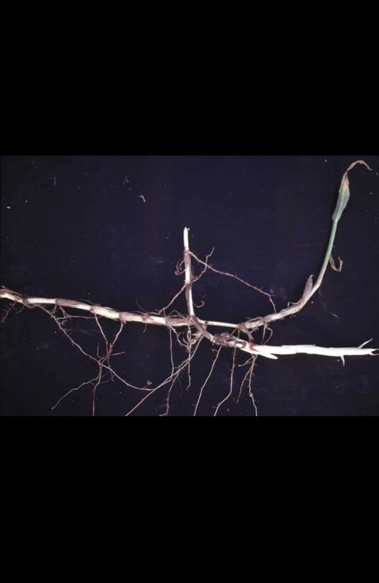Johnson grass (Sorghum halepense) -3 Rhizomes Farming Foraging Crop