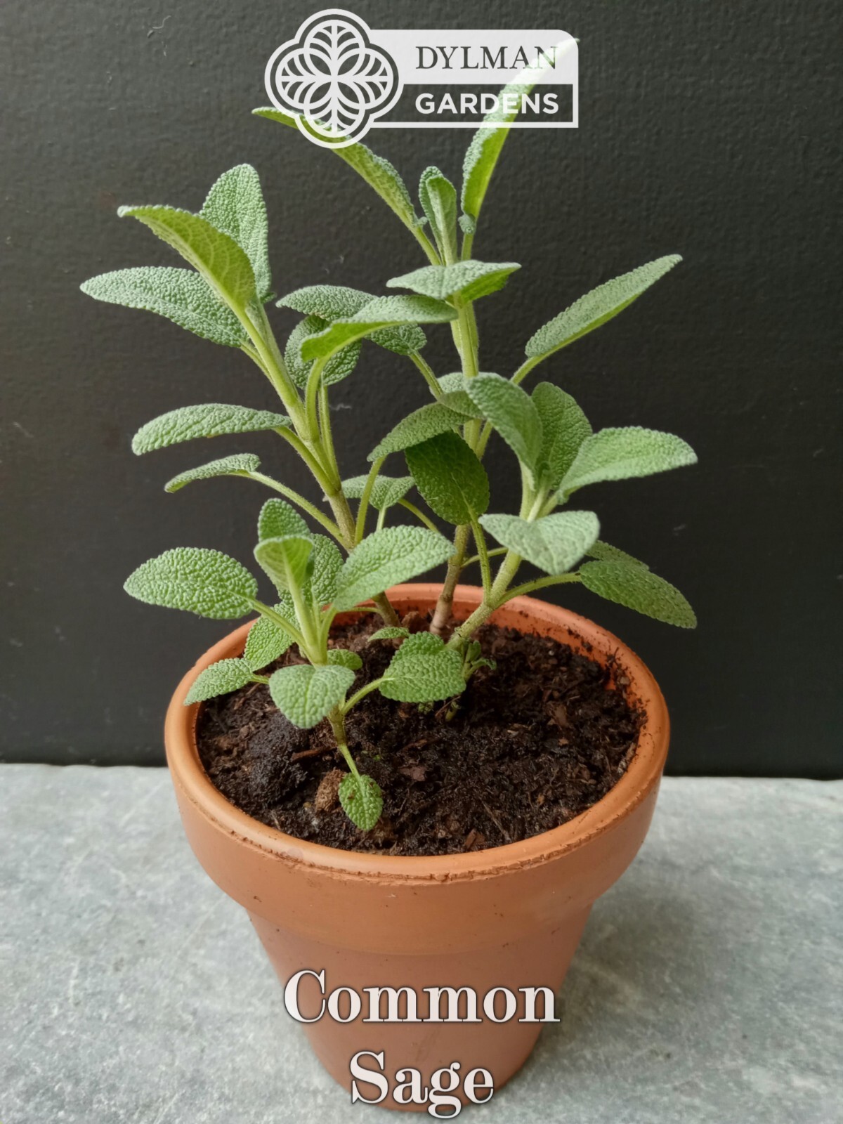 Common Sage Plant (Salvia officinalis) Culinary Herb, Broadleaf – Multiple Sizes