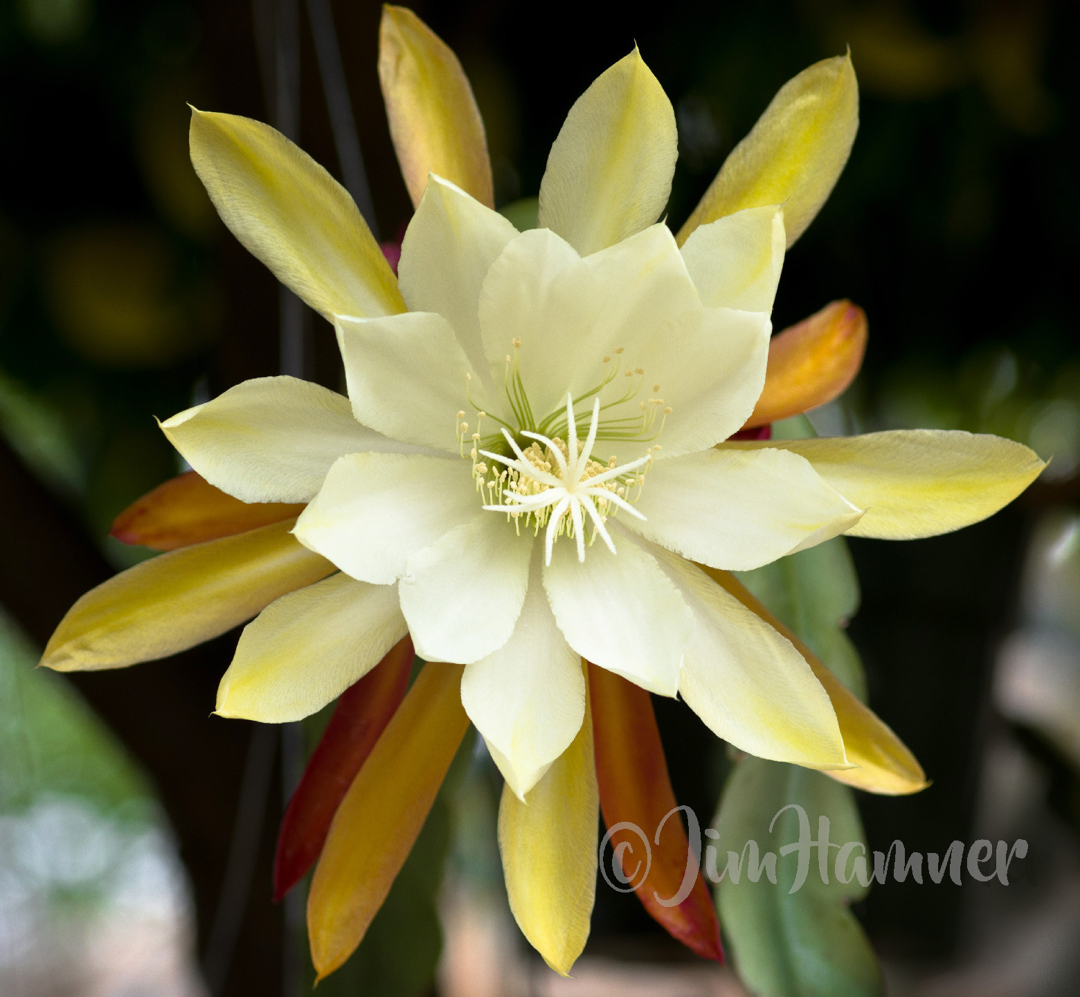 20 Mystery Epiphyllum Orchid Cactus Cuttings, Mixed colors, Assorted – Not Named