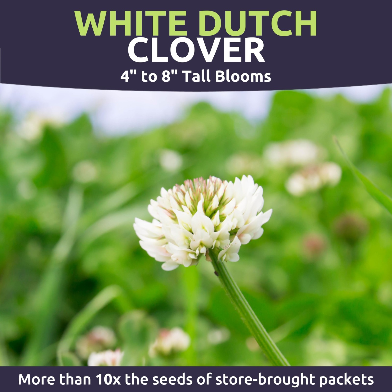 Bulk 1 Pound White Dutch Clover Seeds 600,000 Flowers for Planting