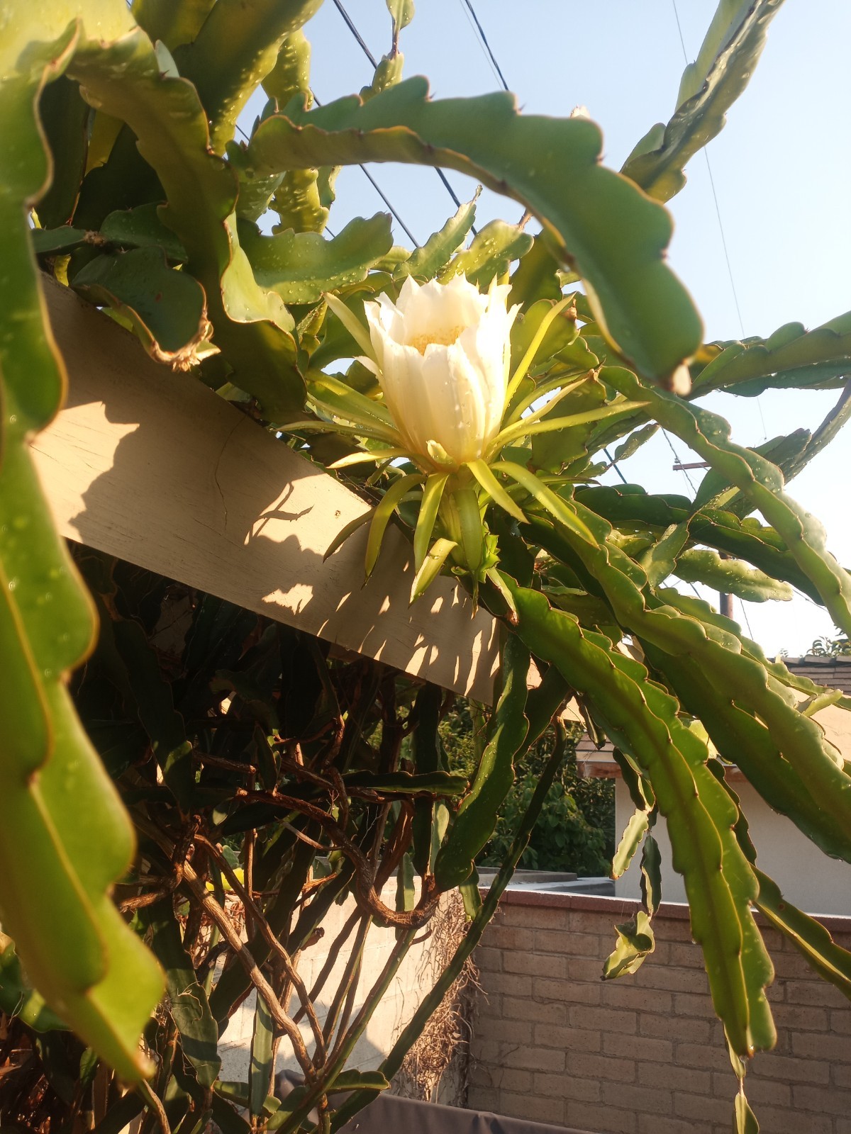 Dragon fruit plant cuttings:(10) in a box 8-12 inches long and fresh