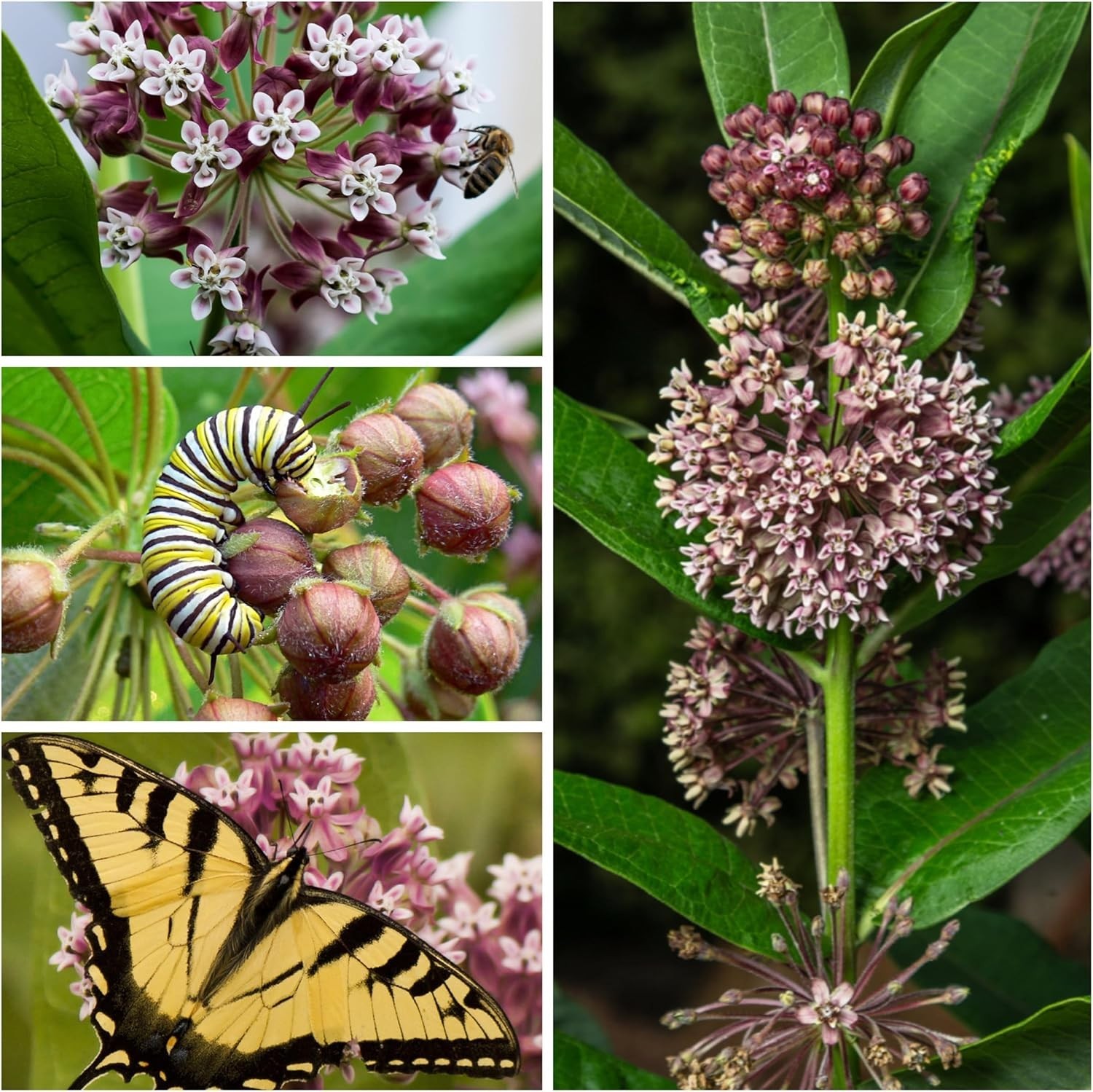 Common Asclepias Syriaca Milkweed Seeds – 1 Pack for Perennial Butterfly Blooms
