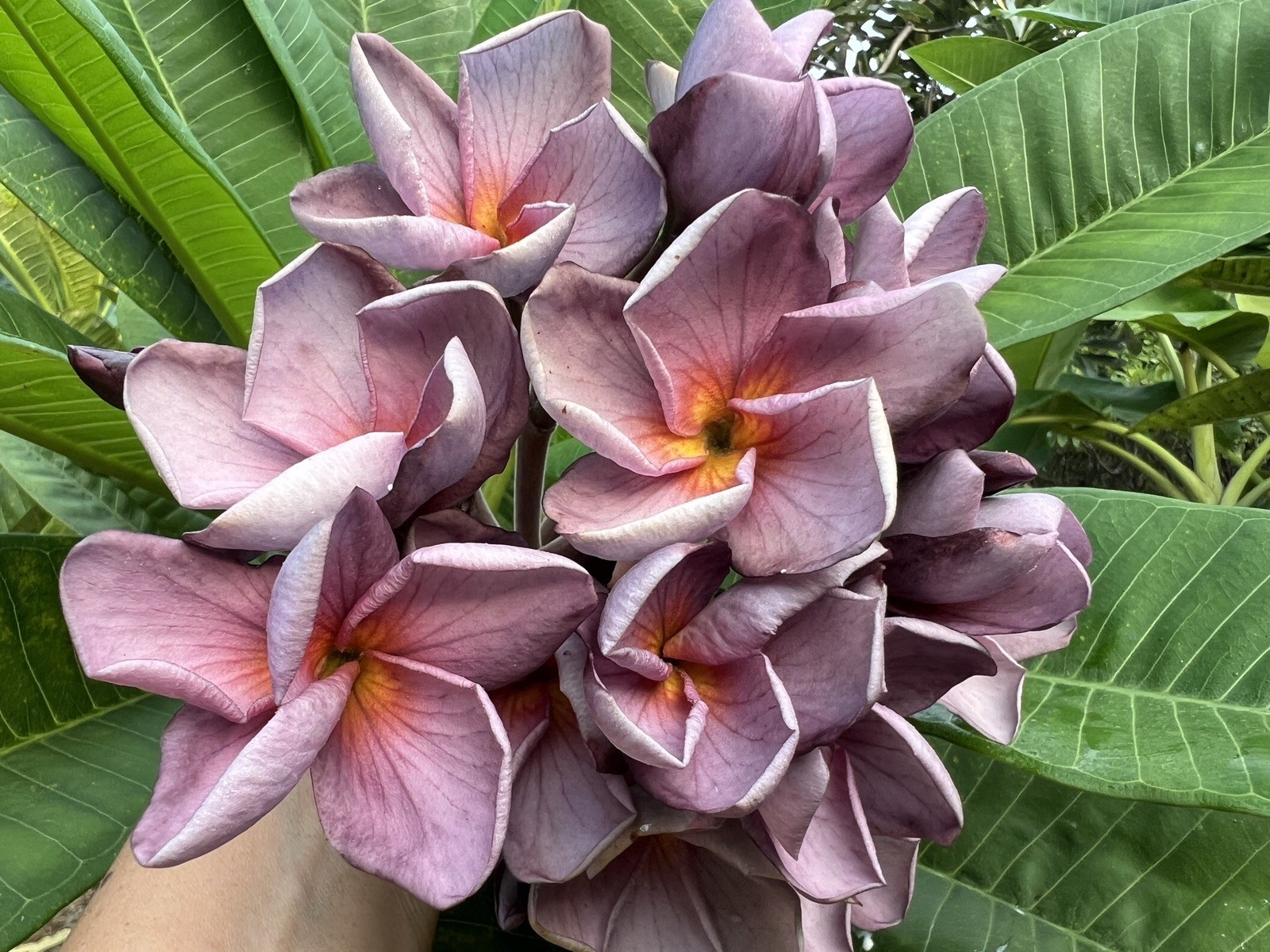 Mixed Thai Seeds bulk (Plumeria Kingdom)